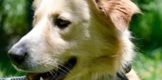 Prefeitura realiza evento de adoção de cães e gatos neste sábado, no Bonsucesso