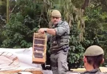 GCM de Guarulhos resgata 29 pássaros silvestres em criadouro ilegal no Jardim Belvedere