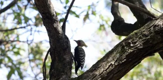 Educação Ambiental do Bosque Maia convida para manhã de observação de pássaros