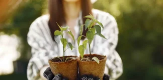 Prefeitura distribui árvores frutíferas e outras espécies gratuitamente no Zoo e no CEA Virgínia Ranali
