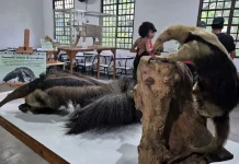 Zoológico e Bosque Maia divulgam agendas ambientais de abril com participação gratuita