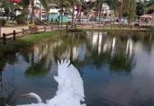 Observação de aves no Bosque Maia é atração gratuita neste sábado