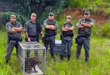 Guarda Civil Municipal de Guarulhos resgata aves silvestres e capivara em diferentes bairros