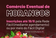 Guarulhos recebe inscrições para comércio eventual de morangos até 19 de junho