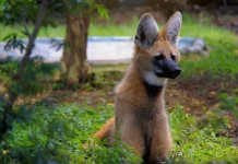 Zoológico comemora seis anos da loba-guará Glória com atividade especial nesta sexta-feira