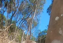 Preguiça-comum é avistada em Unidade de Conservação no Horto Florestal de Guarulhos