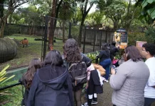 Zoológico Municipal antecipa fechamento no domingo em razão do jogo do Brasil