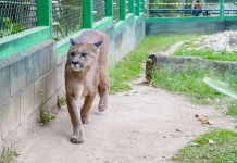 Circuito da sussuarana diverte e treina habilidades das crianças no Zoológico de Guarulhos
