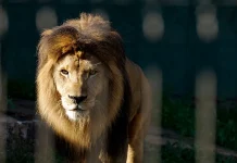 Zoológico da Prefeitura de Guarulhos abre inscrições para processo seletivo de estagiários