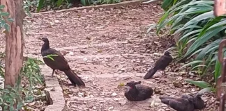Sessão de observação de aves acontece neste sábado no Bosque Maia