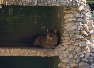 Programação de agosto do Zoológico Municipal tem atividades gratuitas para todas as idades